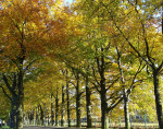 Noord Parallelweg